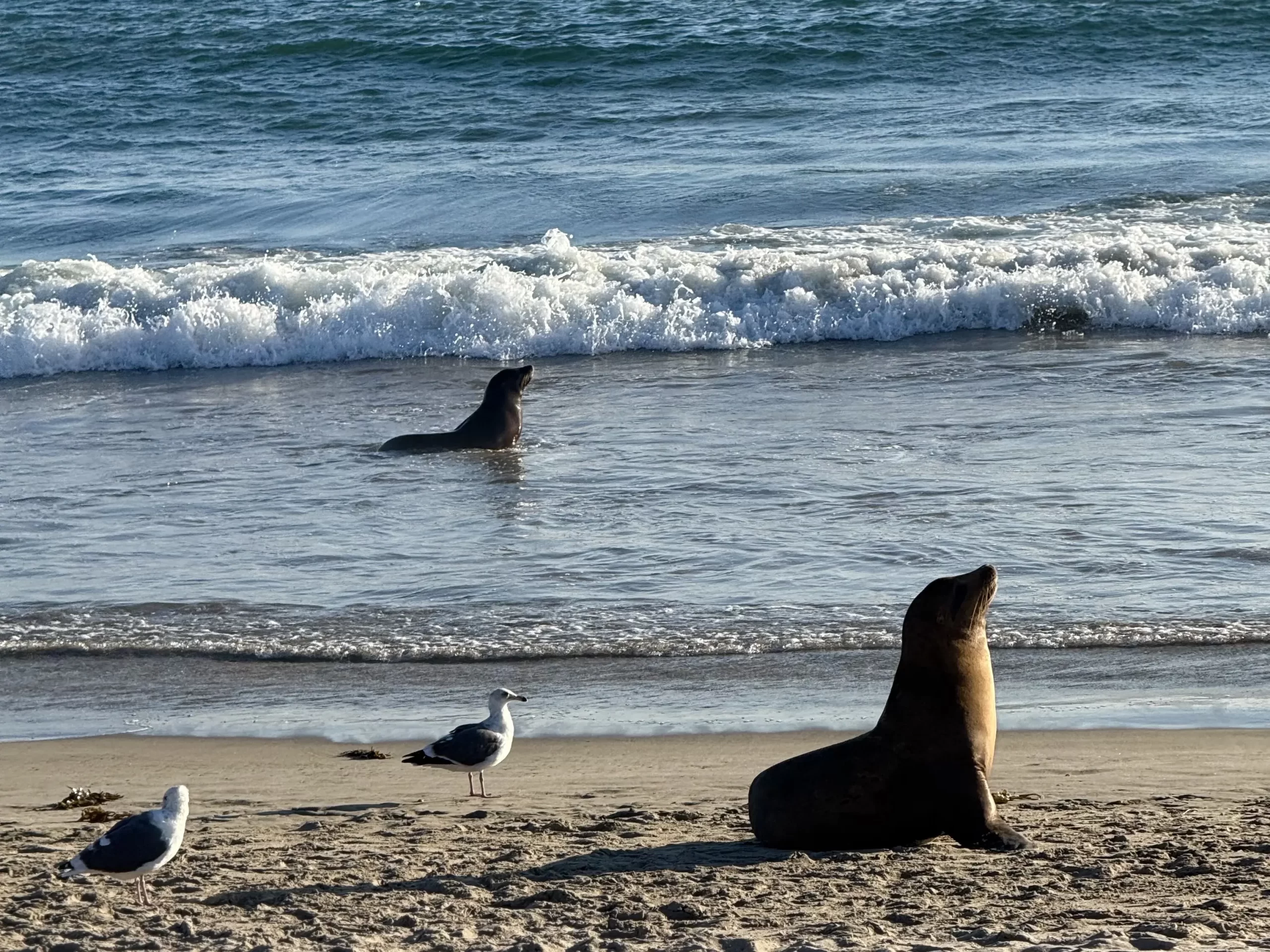 oxnard beach hero photo